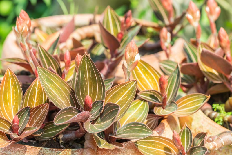 Ludisia discolor, Jewel Orchid, Variegated Ludisia, Twisted Flower Orchid, Rock Silk Worn, Rock Lotus Root, White Orchids, Fragrant Orchids, Easy Orchids, Easy to Grow Orchids