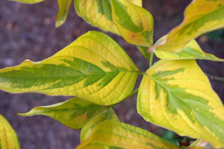 Cornus florida 'Cherokee Sunset', Flowering Dogwood 'Cherokee Sunset', Cherokee Sunset Flowering Dogwood, Variegated Flowering Dogwood, Variegated Dogwood, Fall color, Winter color, shrub with berries, Flowering tree, red fruits