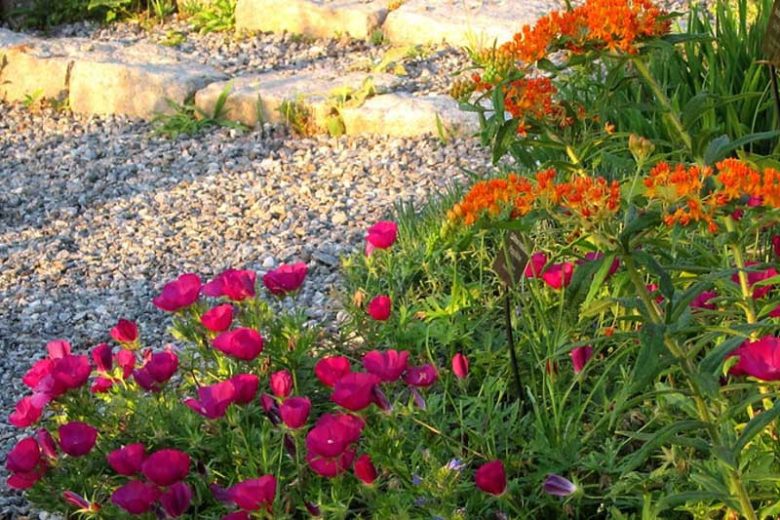 Callirhoe Involucrata, Purple Poppy Mallow, Buffalo Rose, Winecup, Drought tolerant perennials, Purple perennial flowers, Evergreen perennial,Low maintenance perennial