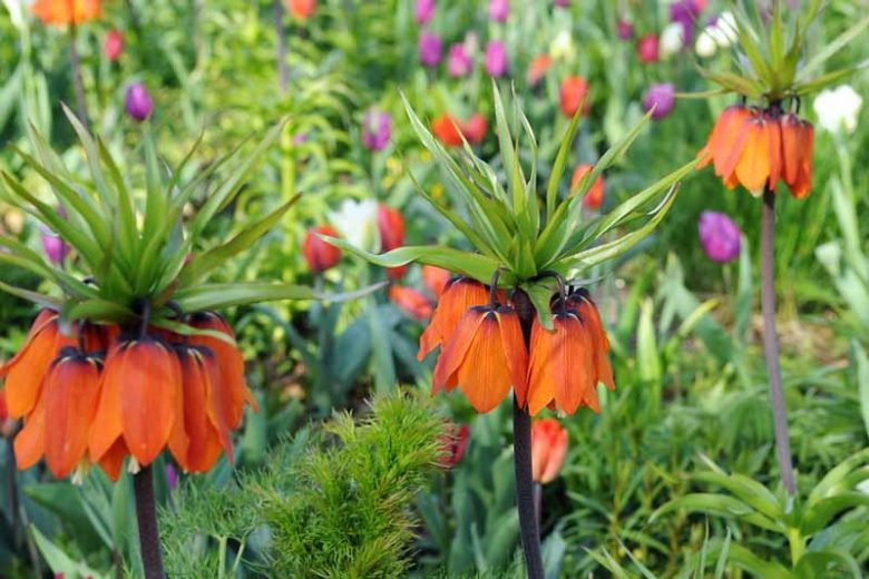 Fritillaria Imperialis Auroran, Crown Imperial, mid Spring bloom, Fritillaria Aurora, late Spring bloom, orange crown imperial, Rascal Series