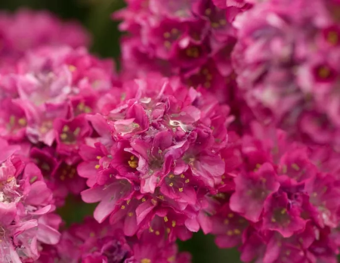Armeria Maritima 'Bloodstone', Sea Thrift 'Bloodstone', Thrift 'Bloodstone', Sea Pink 'Bloodstone', Cliff Rose 'Bloodstone', Cushion Pink 'Bloodstone', Pink Flowers