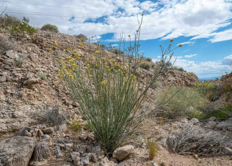 Asclepias subulata, Rush Milkweed, Desert Milkweed, Ajamete, White Asclepias, Desert Asclepias