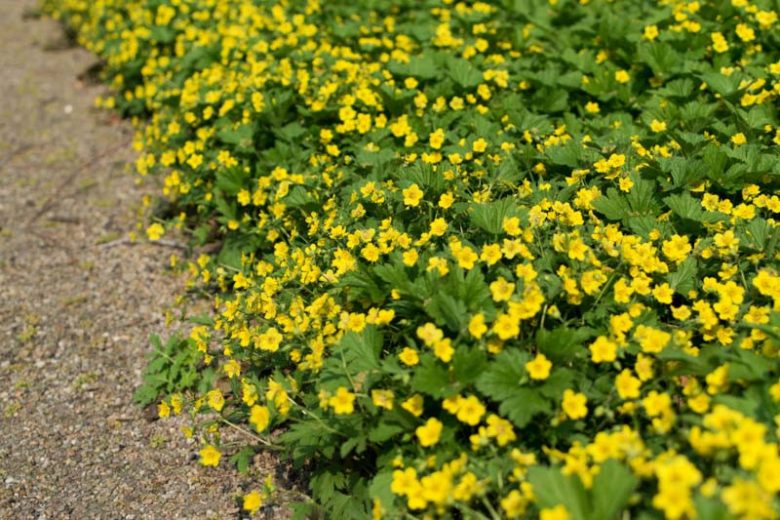 Waldsteinia fragarioides, Appalachian Barren Strawberry, Barren Strawberry, Yellow flowers