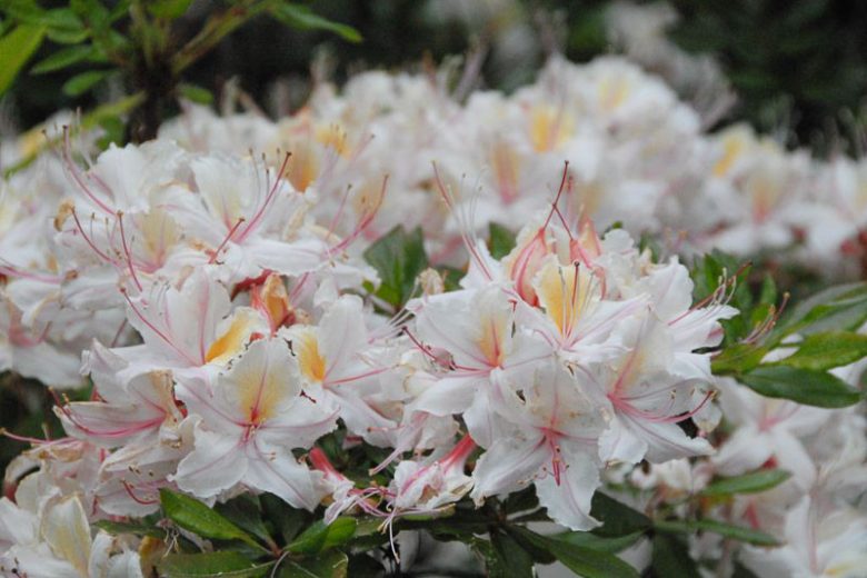 Rhododendron Occidentale, Western Azalea, Honeysuckle Azalea, Pacific Azalea, Azalea occidentalis, Fragrant Azalea, Fragrant Rhododendron, Late Midseason Azalea, Late Season Azalea, Pink Azalea, Pink Rhododendron, Pink Flowering Shrub