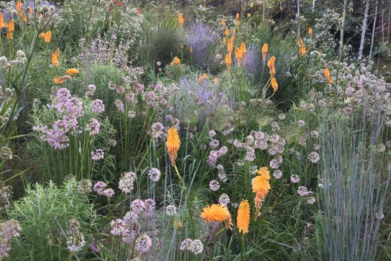 Allium stellatum, Autumn Onion, Prairie Onion, Ornamental Allium, Pink flowers, Summer Pink Flowers