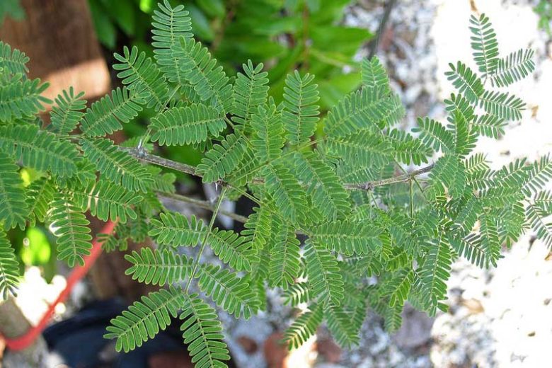 Acacia farnesiana, Huisache, Texas Huisache, Sweet Acacia, Perfume Acacia, Mealy Acacia, Mealy Wattle, Cassie, Vachellia farnesiana, Evergreen Tree, Evergreen Shrub, Yellow Flowers, Fragrant Shrub, Fragrant Tree