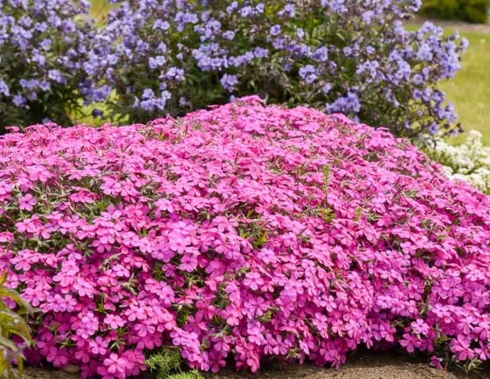 Phlox Subulata 'Ruby Riot', Phlox 'Ruby Riot', Alpine Phlox 'Ruby Riot', Moss Phlox 'Ruby Riot', Creeping phlox 'Ruby Riot', Pink Phlox, Pink flowers