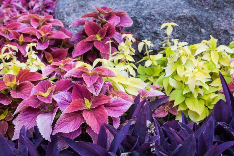 Tradescantia pallida Purpurea, Purple Heart, Purple Queen, Wandering Jew 'Purpurea', Purple Spiderwort, Setcreasea purpurea, Setcreasea tampicana, Tradescantia pallida 'Purple Heart', Tradescantia purpurea, Purple groundcover