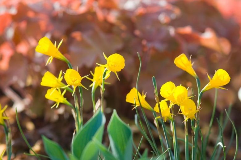 Narcissus Bulbocodium