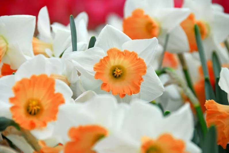 Narcissus Accent,Daffodil 'Accent', Large-Cupped Daffodil 'Accent', Large-Cupped Daffodils, Spring Bulbs, Spring Flowers, Narcisse Accent, Large-cupped Daffodil, Narcisse grande couronne, early spring daffodil, mid spring daffodil