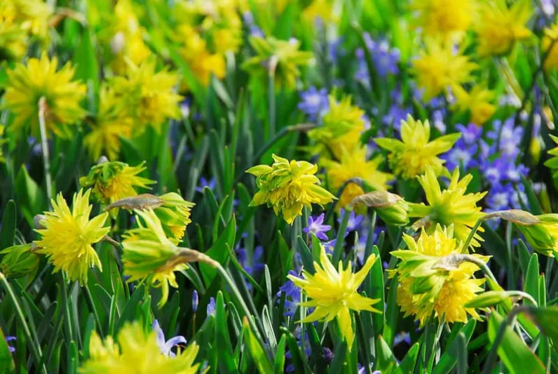 Narcissus Rip van Winkle, Daffodil Rip van Winkle, Daffodil 'Rip van Winkle', Double Daffodil 'Rip van Winkle', Double Narcissus 'Rip van Winkle, Spring Bulbs, Spring Flowers, double narcissi, fragrant daffodils