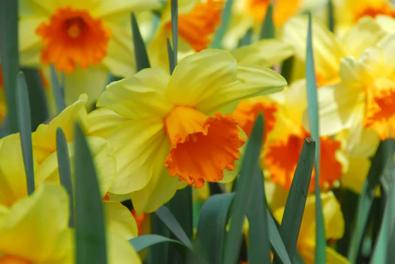 Narcissus Fortissimo, Daffodil 'Fortissimo', Large-Cupped Daffodil 'Fortissimo', Large-Cupped Daffodils, Spring Bulbs, Spring Flowers, Narcisse Fortissimo, Large-cupped Daffodil, Narcisse grande couronne, early spring daffodil, mid spring daffodil