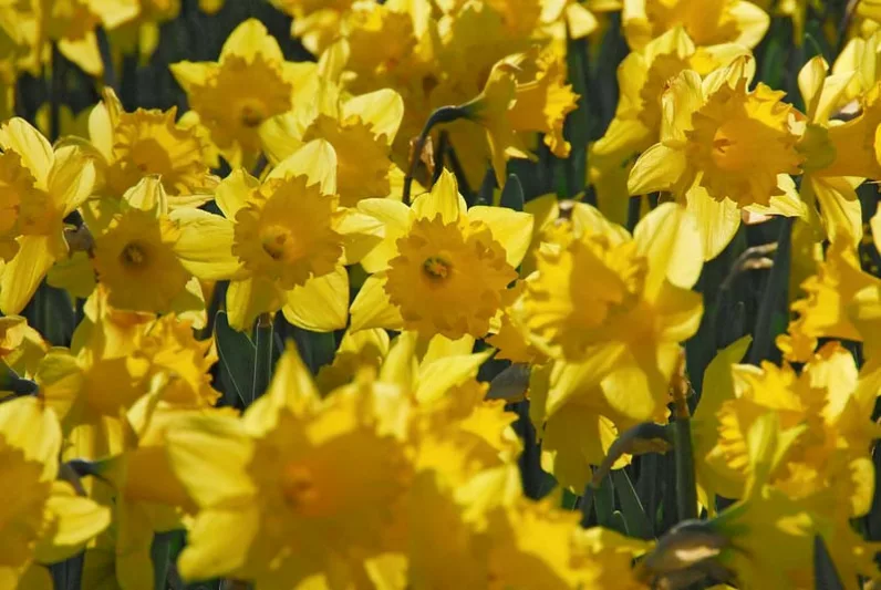 Narcissus 'Standard Value', Daffodil 'Standard Value', Trumpet Daffodil 'Standard Value', Trumpet Daffodil, Spring Bulbs, Spring Flowers, Narcisse Standard Value, Trumpet narcissus, Mid-season Daffodil, Mid Spring Daffodil, Mid Spring Narcissus