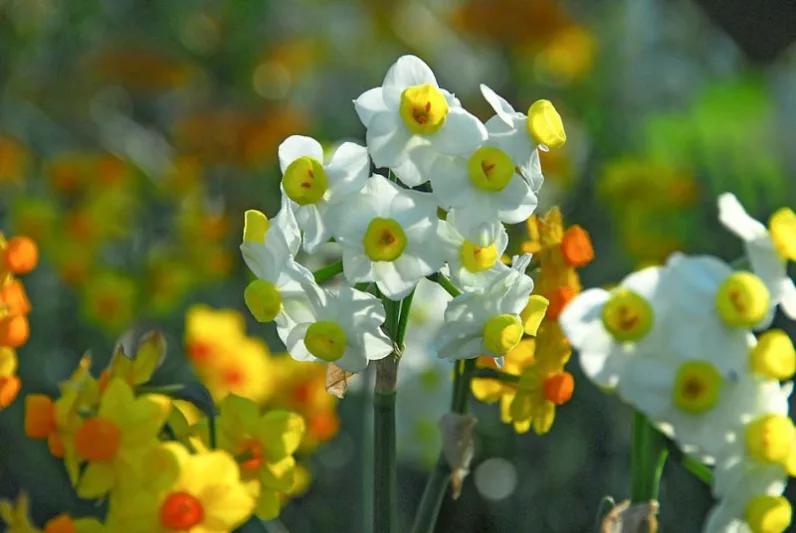 Narcissus 'Avalanche', Daffodil 'Avalanche', Daffodil Seventeen Sisters, Tazetta Daffodil 'Avalanche', Spring Bulbs, Spring Flowers, mid spring bulb, late spring bulb, mid season narcissus, late season narcissus, fragrant daffodil