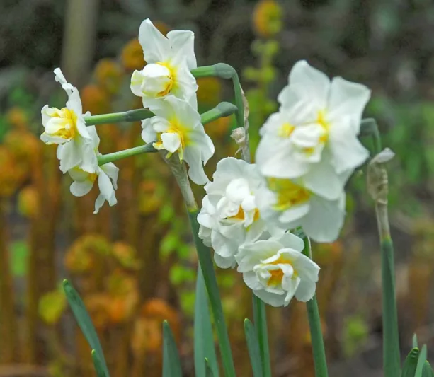Narcissus Cheerfulness, Daffodil 'Cheerfulness', Double Daffodil 'Cheerfulness', Double Narcissus 'Cheerfulness', Spring Bulbs, Spring Flowers, Double narcissus, Double daffodils, spring flowering bulbs, daffodils, double narcissi, fragrant narcissi