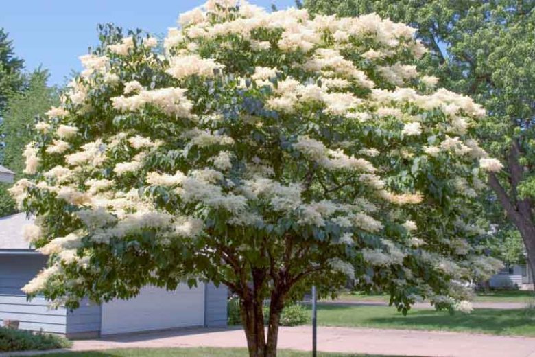 Syringa reticulata subsp. reticulata 'Snowdance',  Japanese Tree Lilac 'Snowdance', Syringa reticulata subsp. reticulata 'Bailnce', Lilac Tree, Yellow Flowers, White Flowers, Fragrant Lilac