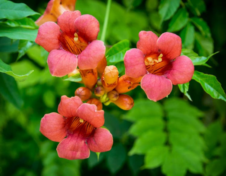 Trumpet Creeper, Trumpet Vine, Campsis radicans, Campsis × Tagliabuana, campsis radicans, Mediterranean Vines, Orange Flowers, Red Flowers