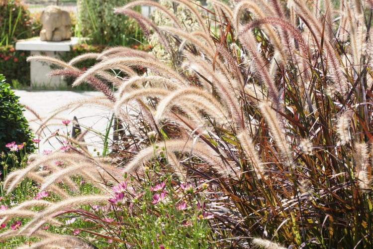 pennisetum alopecuroides,pennisetum setaceum,pennisetum setaceum rubrum,pennisetum rubrum,pennisetum fireworks,pennisetum orientale, fountain grass, feathertop grass,purple fountain grass,dwa