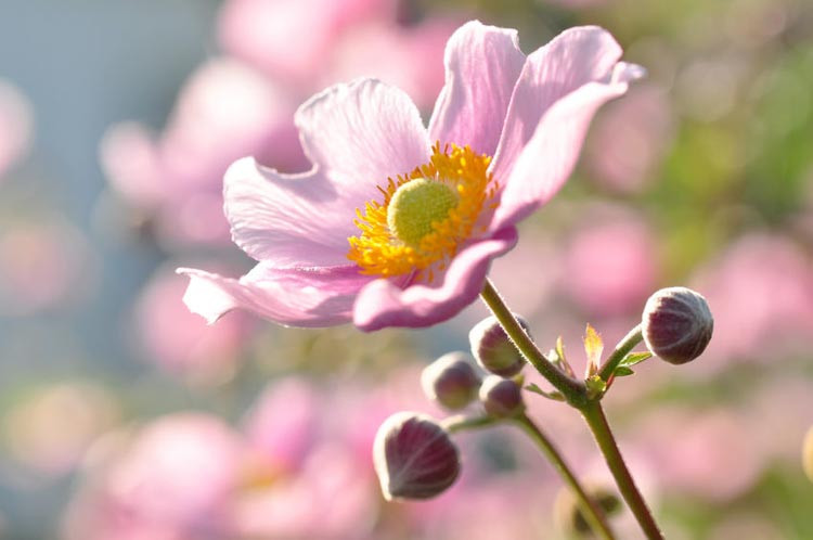 Anemones, Grecian Windflower,Anemone blanda, Poppy anemone,Anemone coronaria, Fall anemones, Japanese anemones, Windflowers, Anemone, Wood anemone,Anemone nemorosa,Snowdrop anemone,Anemone sy