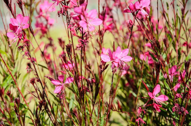 Lindheimer's Beeblossom, Gaura Lindheimeri, drought tolerant perennials, Gaura Siskiyou, Gaura Passionate Blush, Gaura Crimson Butterflies, Gaura Stratosphere, Gaura Karalee, Gaura My Melody