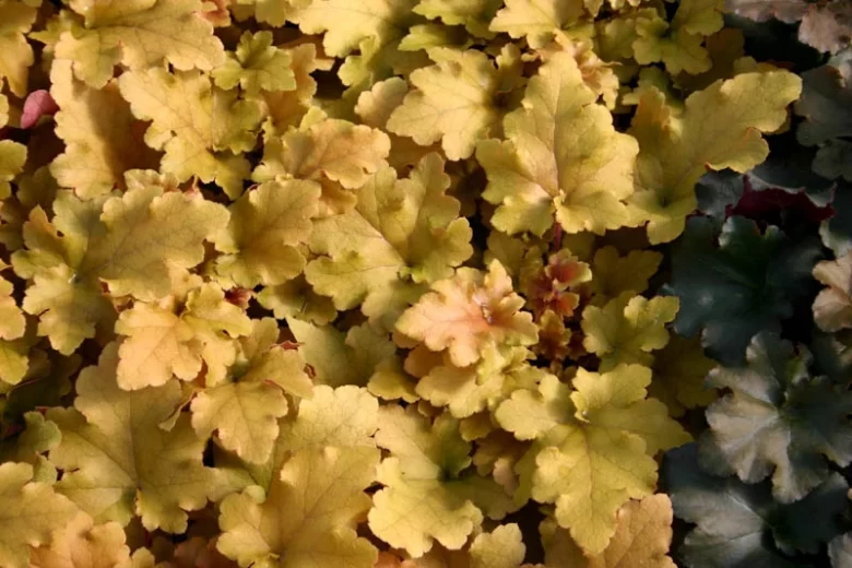 Heuchera 'Amber Waves', Alum Root 'Amber Waves', Coral Bells 'Amber Waves', Coral Flower 'Amber Waves'