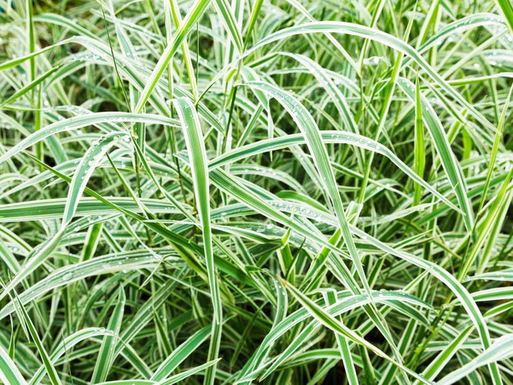 Carex, Sedge, Carex Comans, New Zealand Hair Sedge, Carex elata, Carex flagellifera, Carex buchananii, Leather Leaf sedge, Carex barbarae, Santa Barbara sedge,Carex morrowii, Japanese Sedge,