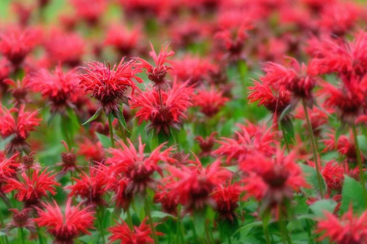 Monarda, Bee Balm, Bergamot, Horsemint, Fragrant perennials, Mildew resistant perennials, monarda didyma