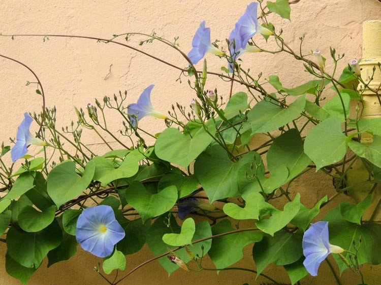 Ipomoea Tricolor Heavenly Blue,Morning Glory, Grannyvine, Annual Vine, Perennial Vines, Moonflowers, Cardinal Climber, Belle de Nuit, Blue Flowers,