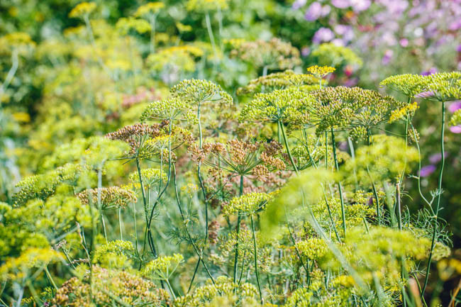 Foeniculum Vulgare 'Rubrum', Bronze Fennel, Foeniculum vulgare subsp. vulgare 'Rubrum',