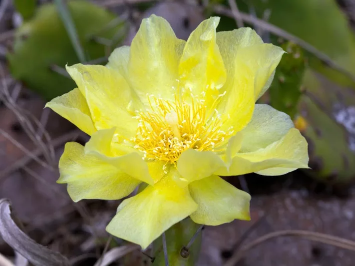 Opuntia humifusa, Eastern Prickly Pear, Devil's Tongue, Low Prickly Pear, Opuntia compressa, Opuntia mesacantha, Opuntia italica, Opuntia rafinesquei, Opuntia fuscoatra, succulent, cactus, drought tolerant plant