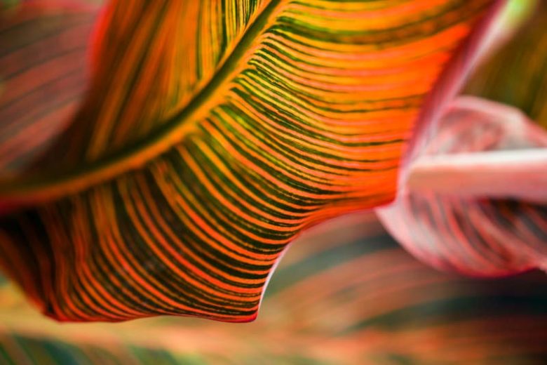 Canna 'Phasion', Indian Shot 'Phasion', Cana Lily Phasion,  Canna 'Durban', Canna 'Tropicanna', Canna Lily bulbs, Canna lilies, Orange Canna Lilies,