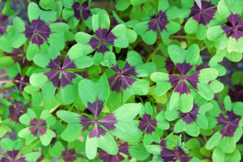 Oxalis tetraphylla 'Iron Cross', Good Luck Plant 'Iron Cross', Iron Cross Oxalis, Red flowers, Foliage Plant