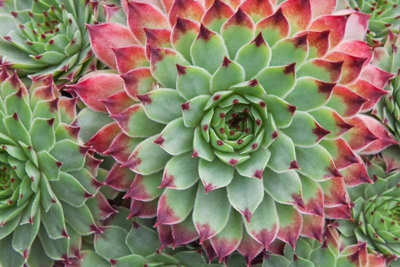 Sempervivum, Houseleeks, Hens and Chicks, succulent, evergreen succulent, drought tolerant perennial, drought tolerant plant