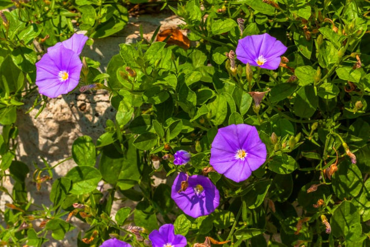 Convolvulus Sabatius, Bindweed, Blue Rock Bindweed, Ground Morning Glory, Convolvulus mauritanicus, Convolvulus sabatius subsp. mauritanicus, Mediterranean Plants, Drought Tolerant plant, Evergreen Shrub, Blue Flowers