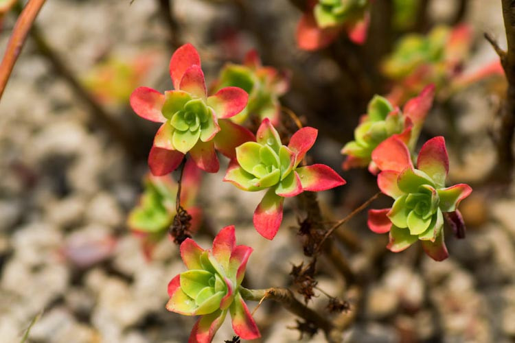 Echeveria nodulosa, Painted Echeveria, Echeveria discolor, Echeveria misteca, Cotyledon nodulosa,  Red echeveria, Green echeveria, Red succulent, Green succulent, Bicolor echeveria