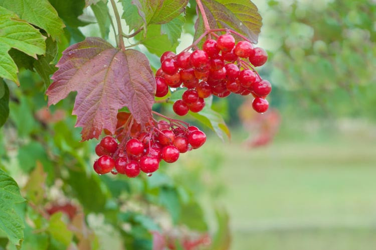 Viburnum, flowering Shrub, Fall color, shrubs with berries, Colorful Fall Foliage, Spring Bloom, Winter Interest, Deer Resistant shrubs, Drought Tolerant shrubs, Koreanspice, Arrowwood