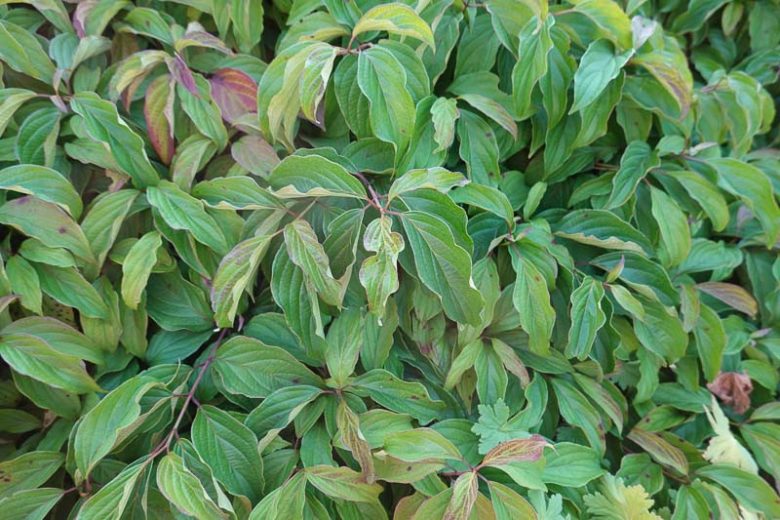 Cornus drummondii, Roughleaf Dogwood, Drummond's Dogwood, Rough-leaf Dogwood, Cornus priceae, Swida priceae, White Flowers, Fall color, Winter color, Flowering tree, Flowering Shrub