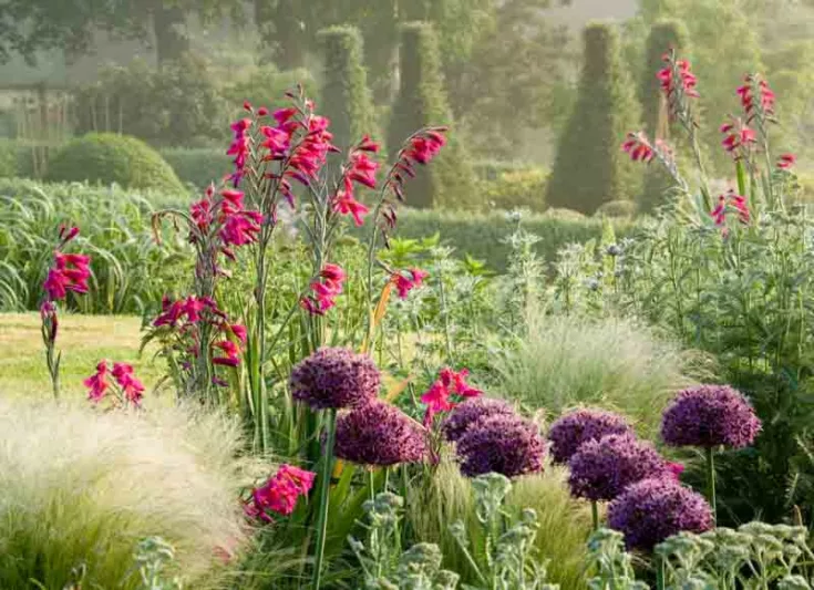 Allium 'Firmament', Ornamental Onion 'Firmament', Ornamental Garlic 'Firmament', Spring Bulbs, Spring Flowers,Giant Onions, Purple flowers