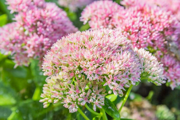 Stonecrop 'Herbstfreude', Sedum 'Autumn Joy', Hylotelephium Spectabile, Sedum Spectabile, Sedum Matrona, Sedumpurple Emperor, Border Sedums, fall flowers, Fall perennials