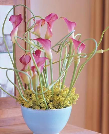 Zantedeschia 'Garnet Glow', Calla Lily 'Garnet Glow', Arum Lily 'Garnet Glow', Calla Lilies, Arum Lilies, Zantedeschia care, pink calla lilies, purple calla lilies