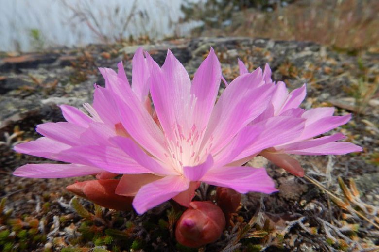 Lewisia rediviva, Bitter Root, Oregon Bitter-root, Bitterwort, Alpine wildflower, Pink Flowers, White Flowers