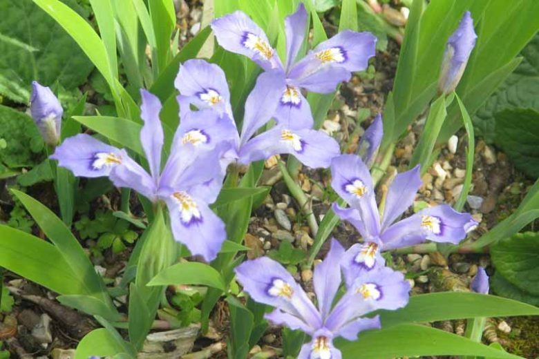 Iris cristata, Dwarf Crested Iris, Lady's Calamus, Lavender Flowers, Bicolor Iris, Bicolor Flowers, Groundcover Iris