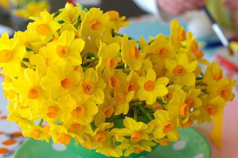 Floriferous and charming, Narcissus 'Grand Soleil d'Or' produces up to 10-20 sweetly scented flowers per stem, each adorned with a small orange cup surrounded by bright-yellow petals. Blooming in early to mid-spring, this miniature daffodil is perfect for border fronts, rock gardens and containers where its cheerful blossoms will sing out that spring is back. It is also well suited to indoor forcing and blooms 6-10 weeks after planting.