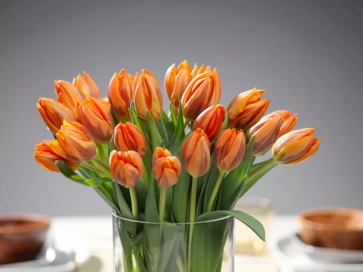 Tulipa 'Prinses Irene',Tulip 'Prinses Irene', Triumph Tulip 'Prinses Irene', Triumph Tulips, Spring Bulbs, Spring Flowers, Tulipe Prinses Irene, Orange Tulip