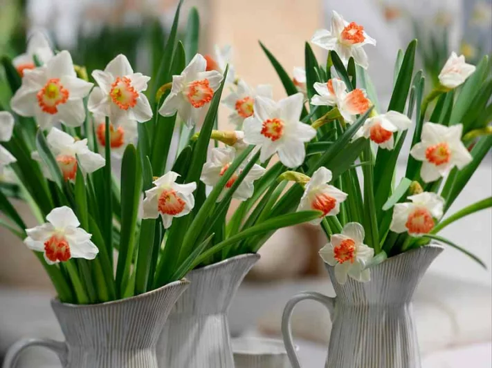 Narcissus Accent,Daffodil 'Accent', Large-Cupped Daffodil 'Accent', Large-Cupped Daffodils, Spring Bulbs, Spring Flowers, Narcisse Accent, Large-cupped Daffodil, Narcisse grande couronne, early spring daffodil, mid spring daffodil