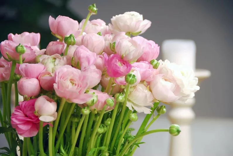 Buttercup, Persian Buttercup, Ranunculus, Ranunculus asiaticus