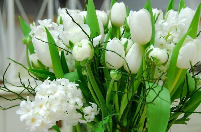 Tulipa White Dream,Tulip 'White Dream', Triumph Tulip 'White Dream', Triumph Tulips, Spring Bulbs, Spring Flowers, Tulipe White Dream, White Tulips, Tulipes Triomphe, Mid late spring tulips