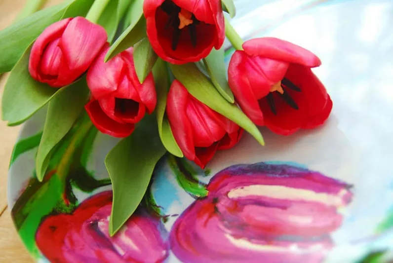 Tulipa 'Apeldoorn', Tulip 'Apeldoorn', Darwin Hybrid Tulip 'Apeldoorn', Darwin Hybrid Tulips, Spring Bulbs, Spring Flowers, Red Tulip