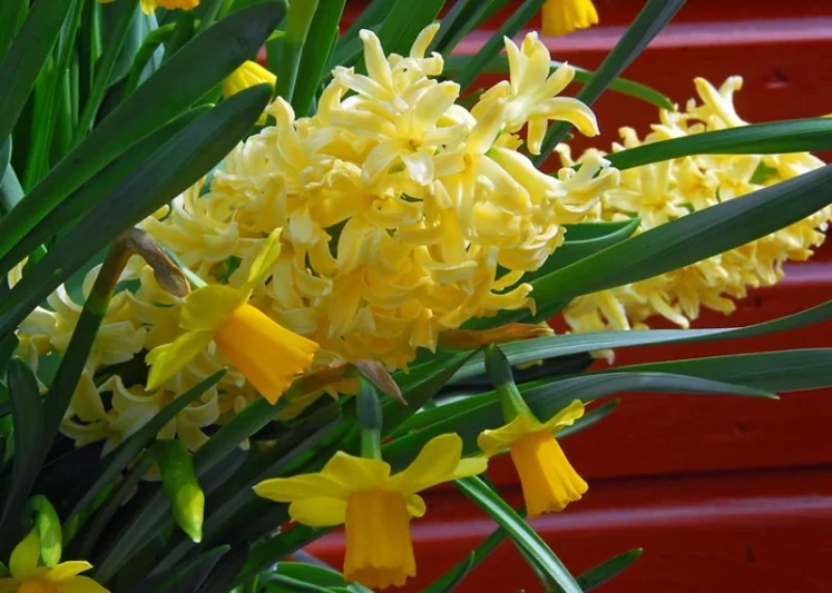 Hyacinth City of Haarlem, Hyacinth 'City of Haarlem', Dutch Hyacinth, Hyacinthus Orientalis, Common Hyacinth, Spring Bulbs, Spring Flowers, yellow hyacinth, yellow flower