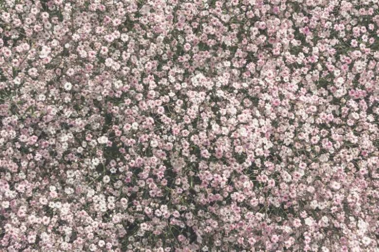 Baby's Breath 'Rosenschleier', Gypsophila 'Rosenschleier', Gypsophila paniculata 'Rosy Veil', Gypsophila 'Rosy Veil', Gypsophila 'Veil of Roses', Gypsophila Veil of Roses